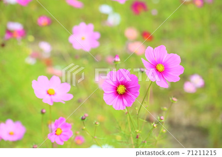 Autumn park Cosmos flowers Autumn park Cosmos flowers 71211215