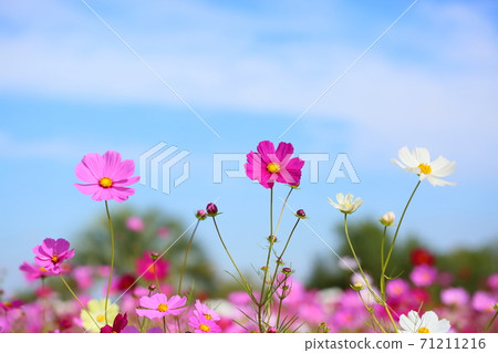 Autumn park Cosmos flowers 71211216