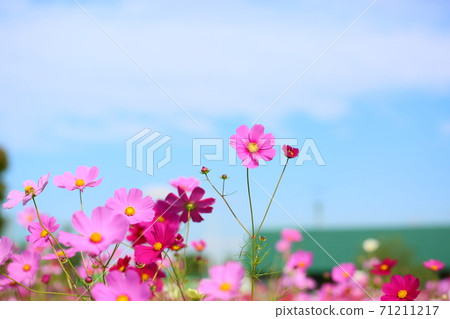 Autumn park Cosmos flowers Autumn park Cosmos flowers 71211217
