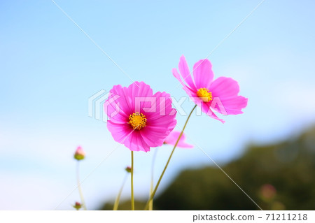 Autumn park Cosmos flowers Autumn park Cosmos flowers 71211218