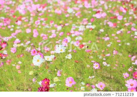 秋天公園波斯菊花 秋天公園波斯菊花 71211219