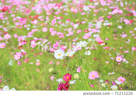 秋天公園波斯菊花 秋天公園波斯菊花 71211220