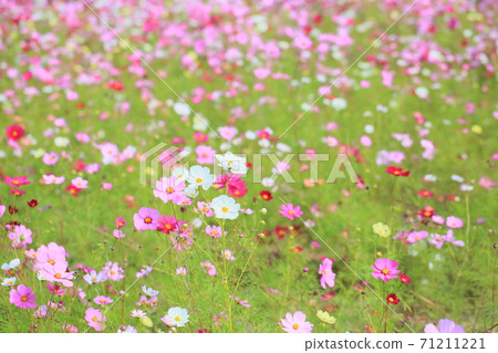 秋天公園波斯菊花 秋天公園波斯菊花 71211221