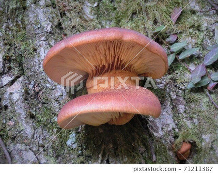 Omphalotus japonicus poisonous mushroom 71211387