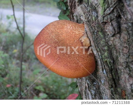 Omphalotus japonicus poisonous mushroom 71211388