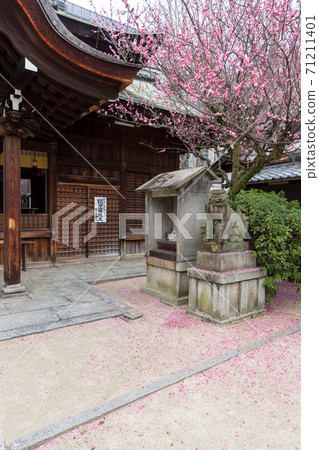 須賀大臣神社紅梅盛開 71211401