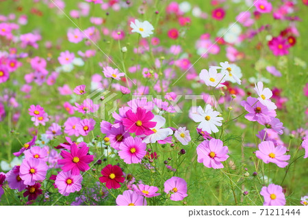 Autumn park Cosmos flowers 71211444