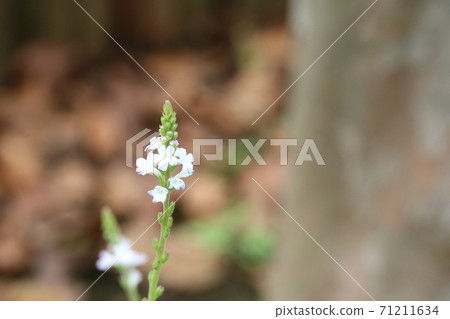 Verbena blooming in October 71211634