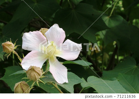 Sakishima Fuyo (Sakishima Fuyo) with a faint pink color 71211636