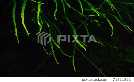 “變水草” “變水草” 71211831