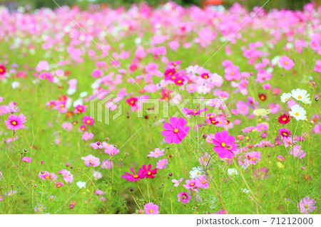 Autumn park Cosmos flowers 71212000