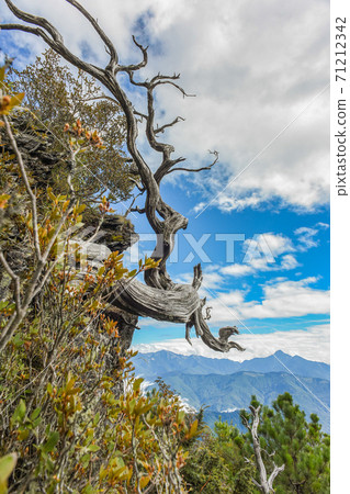 Taiwan Baiyue-Snow Mountain Mountain Main Peak Circle Valley and Shenglin Line Taiwan Baiyue-Snow Mountain Mountain Main Peak Circle Valley and Shenglin Line 71212342
