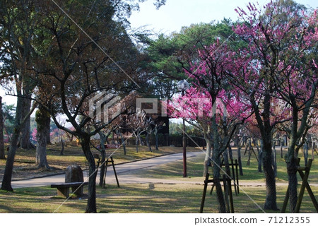 Scenery of Kataoka Bairin Scenery of Kataoka Bairin 71212355