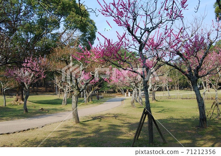 Scenery of Kataoka Bairin Scenery of Kataoka Bairin 71212356