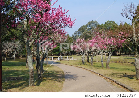 Scenery of Kataoka Bairin Scenery of Kataoka Bairin 71212357
