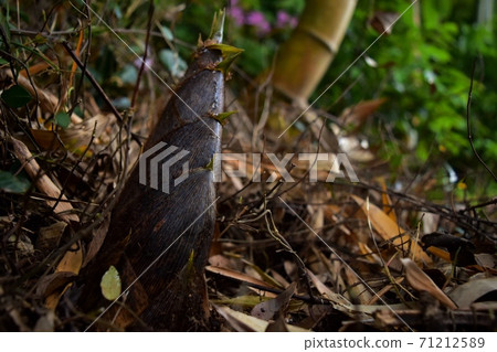 Spring bamboo shoot digging 71212589