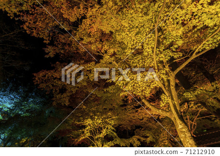 Illuminated autumn leaves Castle Tower Nature Park Taihaku-ku, Sendai 71212910
