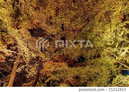 Illuminated autumn leaves Castle Tower Nature Park Taihaku-ku, Sendai 71212913