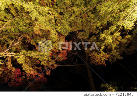 Illuminated autumn leaves Castle Tower Nature Park Taihaku-ku, Sendai 71212943