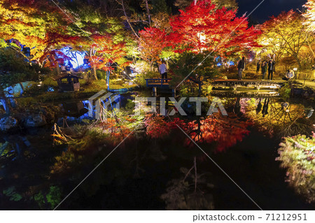 Illuminated autumn leaves Castle Tower Nature Park Taihaku-ku, Sendai Illuminated autumn leaves Castle Tower Nature Park Taihaku-ku, Sendai 71212951