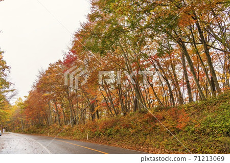 宮城縣藏王町冰雹落的藏王迴聲線的秋葉 宮城縣藏王町冰雹落的藏王迴聲線的秋葉 71213069