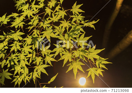 Illuminated autumn leaves Castle Tower Nature Park Taihaku-ku, Sendai 71213098