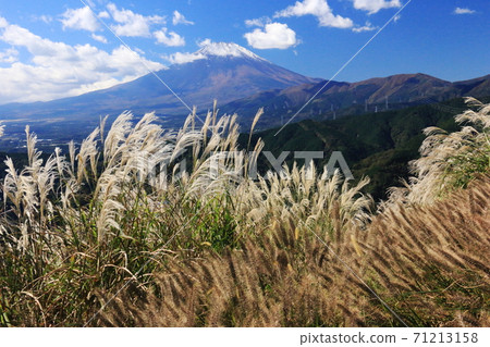秋天的丹澤小野山，Susuki和Enokorogusa的富士山 71213158