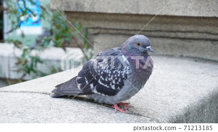 "One pigeon" 71213185