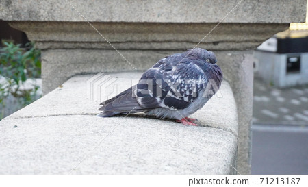 "Sleeping pigeon" 71213187