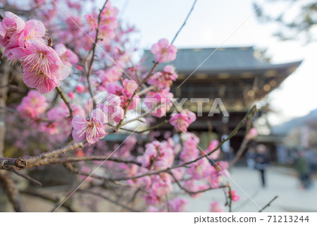 Kitano Tenmangu Shrine, red plum in full bloom with the tower gate in the back 71213244