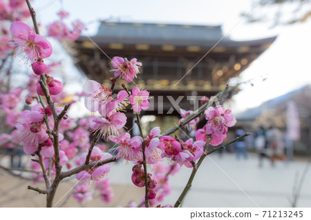 Kitano Tenmangu Shrine, red plum in full bloom with the tower gate in the back 71213245