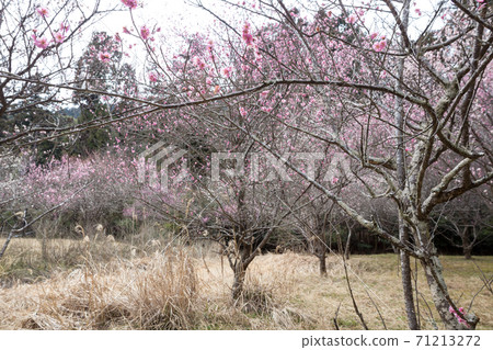 In the early spring of Sagano, the red and white plum blossoms in full bloom turn the dead field into spring in the plum garden of "Nagagami no Mori" where the monument stands. 71213272