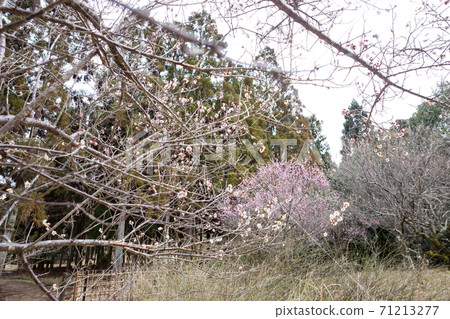 In the early spring of Sagano, the red and white plum blossoms in full bloom turn the dead field into spring in the plum garden of "Nagagami no Mori" where the monument stands. 71213277