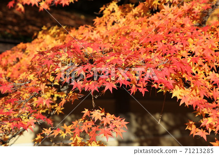 高野山在秋天 高野山在秋天 71213285