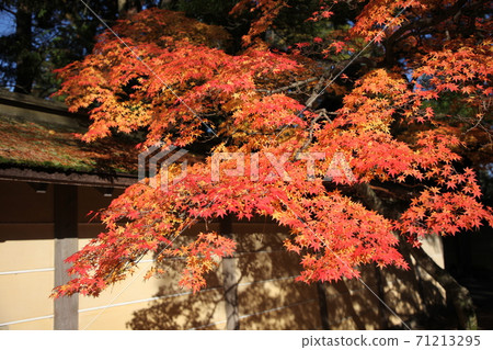 高野山在秋天 高野山在秋天 71213295
