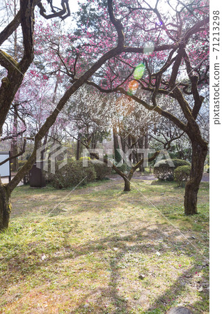 京都府植物園，李子花園裡盛開著紅白相間的李子，熱鬧的樹枝 71213298