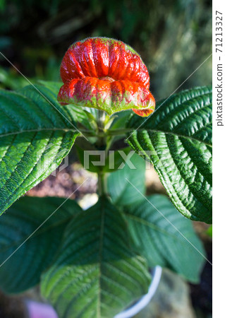 京都府植物園 觀賞溫室叢林房間的稀有花 Psychotoria Peppigiana的 熱唇植物 照片素材 圖片 圖庫