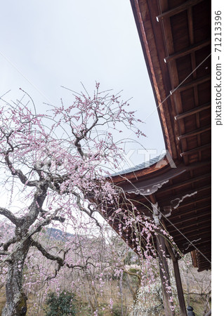 Red and white weeping plums in front of Tahoden in spring in the precincts of Tenryuji Temple Red and white weeping plums in front of Tahoden in spring in the precincts of Tenryuji Temple 71213396
