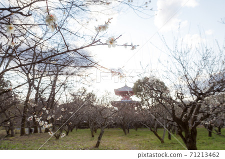 The branch of white plum blossoms in full bloom in the plum garden where you can see the Daikakuji monzeki and the Tahoto 71213462