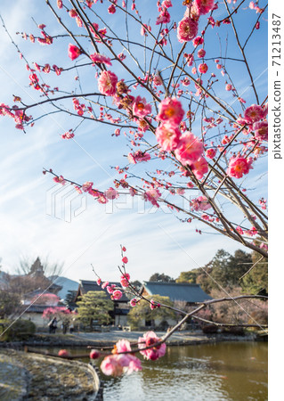 Red plum in full bloom on the banks of Sakuya Pond at Umenomiya Taisha Shrine 71213487