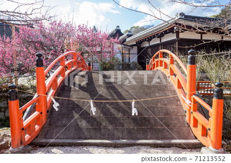 Shimogamo Shrine, "Korin no Ume" and "Rinbashi" in full bloom Shimogamo Shrine, "Korin no Ume" and "Rinbashi" in full bloom 71213552