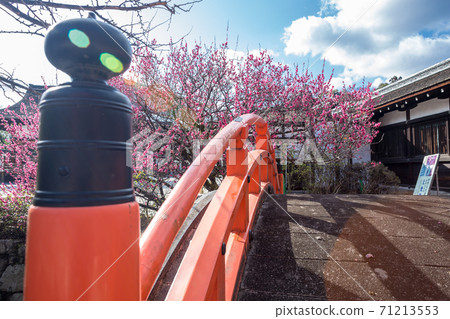 Shimogamo Shrine, "Rinbashi" and "Korin no Ume" receiving spring sunshine Shimogamo Shrine, "Rinbashi" and "Korin no Ume" receiving spring sunshine 71213553