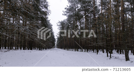 Winter in Kampinos National Park - Poland Winter in Kampinos National Park - Poland 71213605