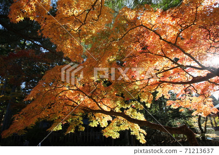高野山在秋天 高野山在秋天 71213637