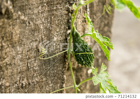 Ucche Karela Bitter Gourd or Bitter melon (momordica charantia Cucurbitaceae) in morning sunlight. It is a tropical and subtropical vine vegetable plant and edible fruit of bitterness and sour taste. 71214132