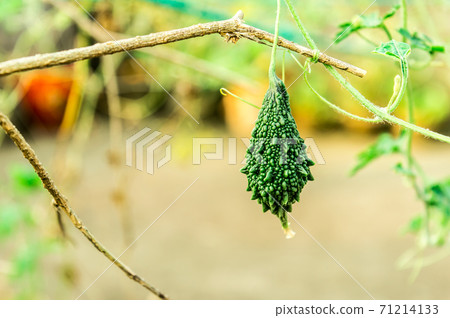 Ucche Karela Bitter Gourd or Bitter melon (momordica charantia Cucurbitaceae) in morning sunlight. It is a tropical and subtropical vine vegetable plant and edible fruit of bitterness and sour taste. 71214133