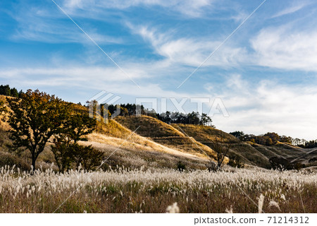 Autumn image of Tonomine Kogen, Hyogo Prefecture 71214312