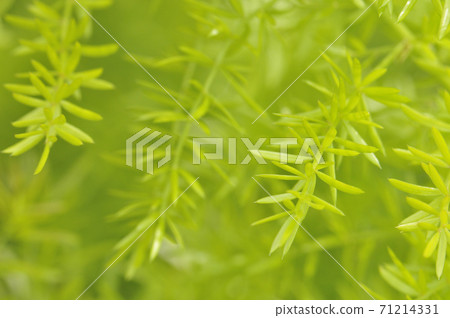 綠葉圖像 綠葉圖像 71214331
