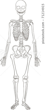 Skeleton illustration of the human body, whole body 71214915