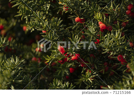 Hokkaido red fruit onco tree Hokkaido red fruit onco tree 71215166